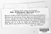 Psilospora quercus image